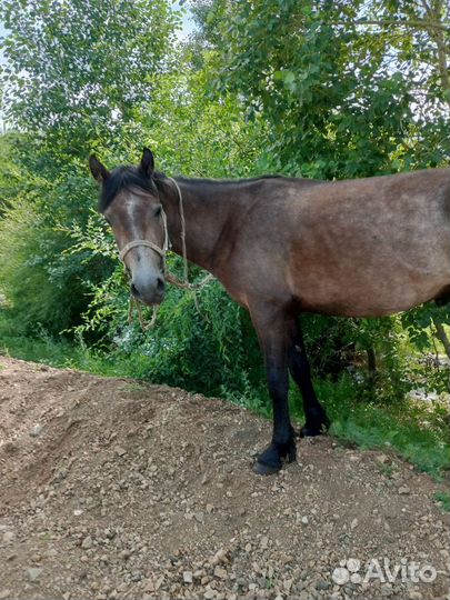 Продажа лошадей