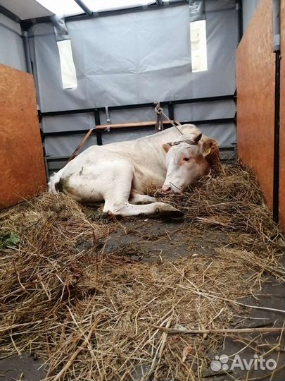 Перевозка скота