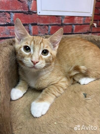Котенок мальчик Персик 3 мес ищет дом