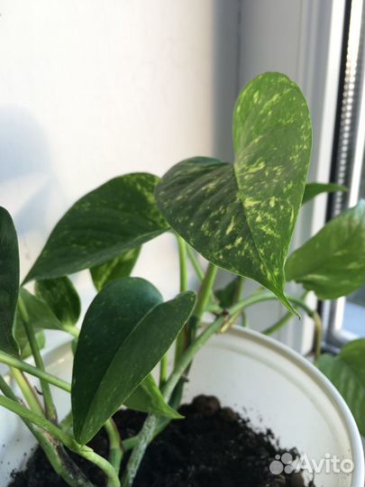 Комнатные растения