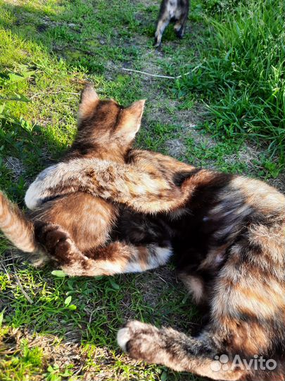 Кошки в добрые руки бесплатно