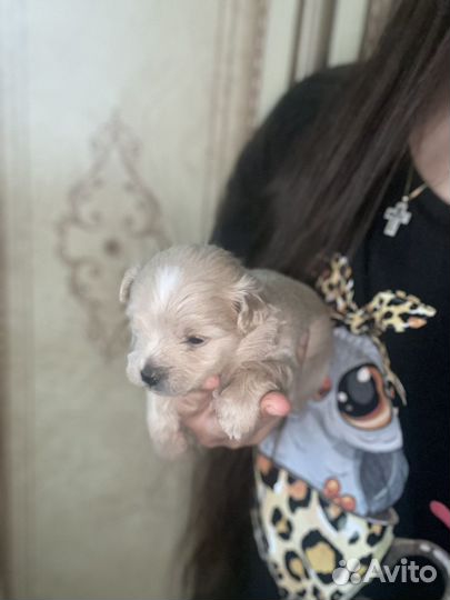 Щенки мальтипу f1 мини