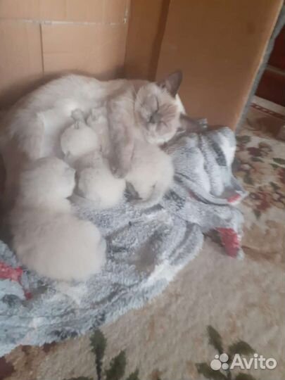 Котята в добрые руки бесплатно