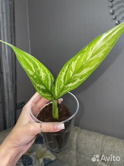 Аглаонема Silver Queen