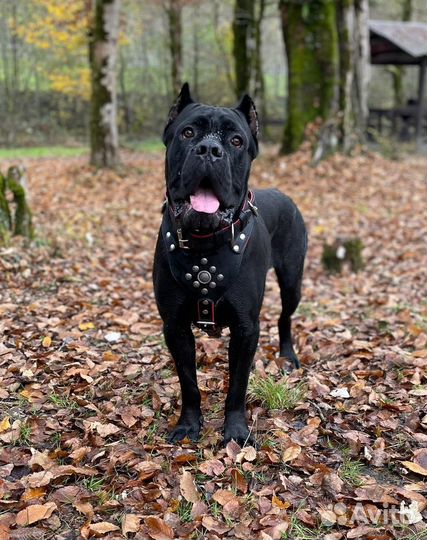 Щенки кане Корсо