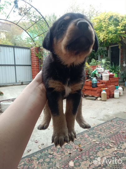 Отдаю щенков Лабрадора в добрые руки