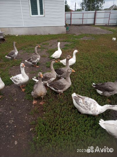 Гуси,утки,селезень