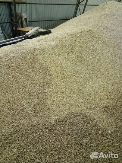 Пшеница, овес, ячмень