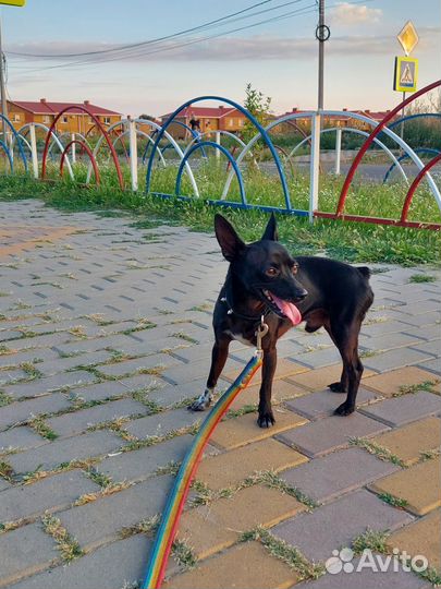 Выгул собак