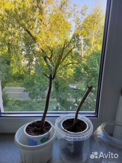 Пальма драцена