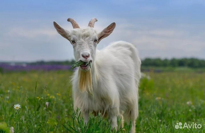 Продаются козы