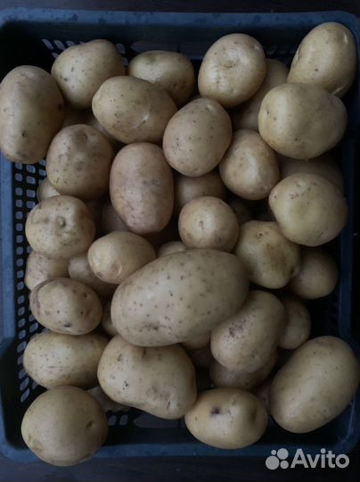 Картофель семенной Сынок Ьарс Тимо Престиж