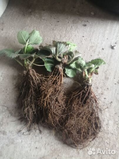 Рассада клубники