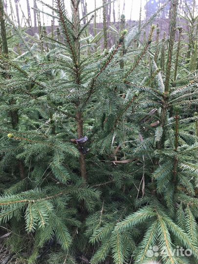 Ель (Саженец)