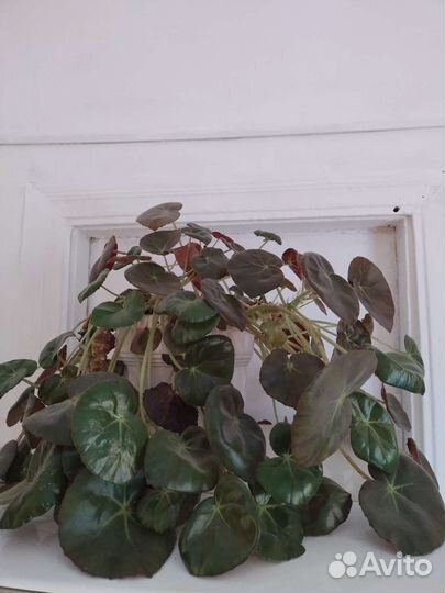 Комнатные цветы