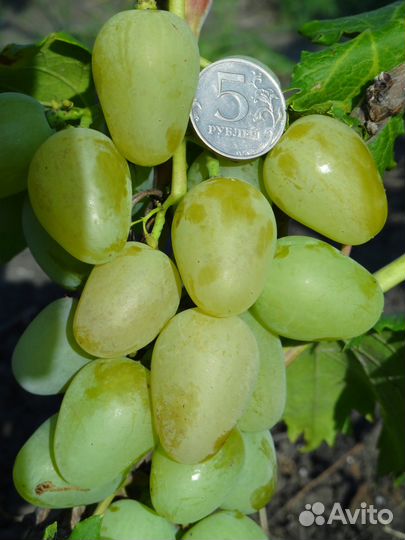 Саженцы винограда
