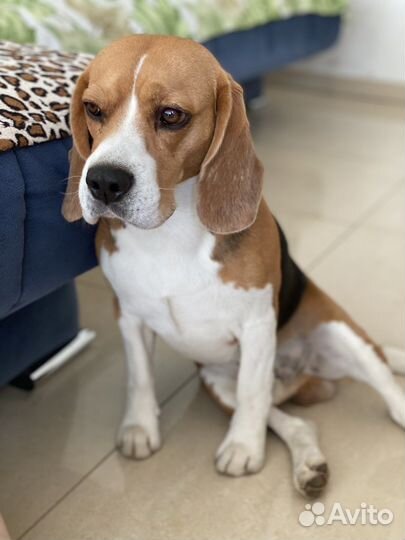 Бигль вязка