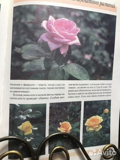 Книга о цветах профессионально