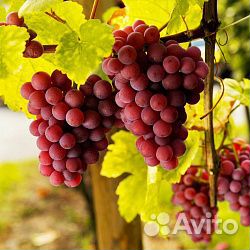 Саженцы винограда
