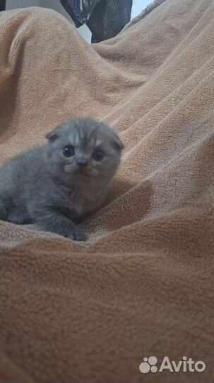 Вислоухие котята