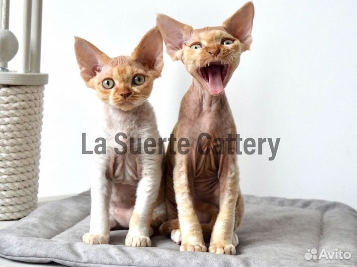 Девон-рекс Крафт