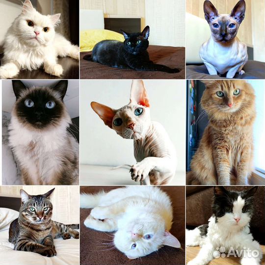 Зоодомик. Передержка, зоогостиница