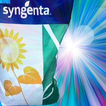 Гибриды семена подсолнечника Сингента (Syngenta) В