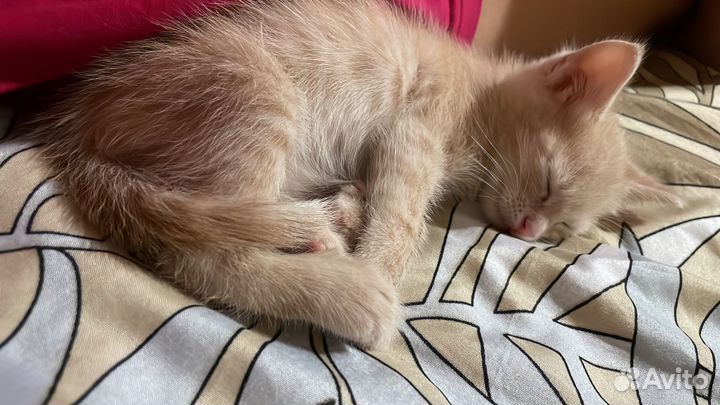 Котенок мальчик бесплатно