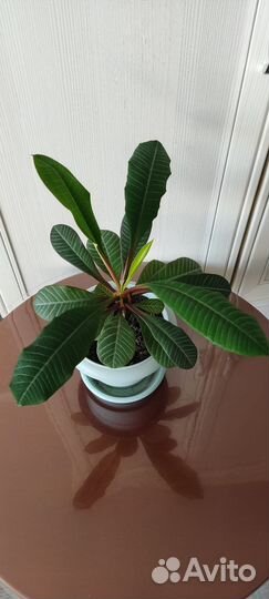 Молочай (Эуфорбия)