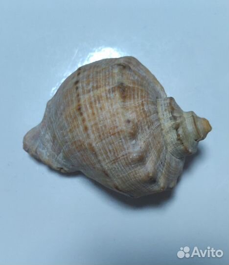 Морские ракушки 3 шт