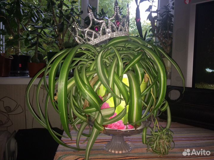 Хлорофитум кудрявый красавец