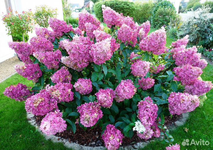 Гортензия метельчатая