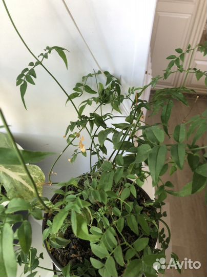 Глоксиния,жасмин