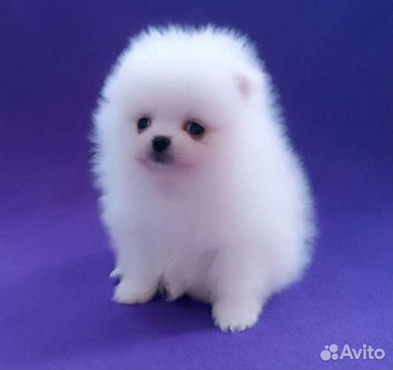 Померанские мишки