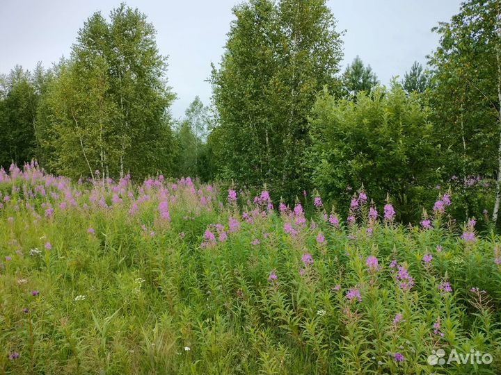 Мед с личных пасек