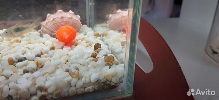 Улитки для аквариума