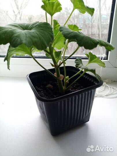 Герань пеларгония розебудная