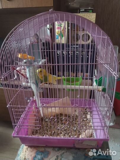 Волнистые попугаи с клеткой