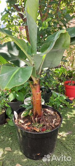 Банан комнатный