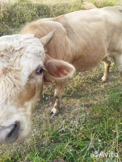 Быки на откорм