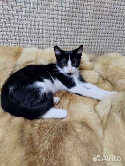 Котята в добрые руки бесплатно