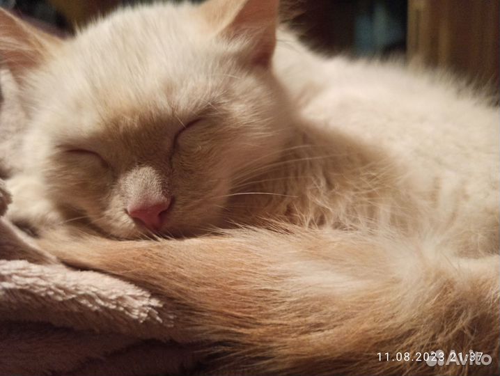 Кот милашка