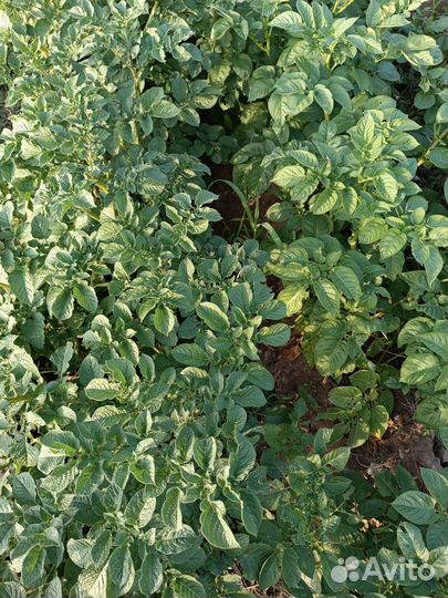 Семенной картофель