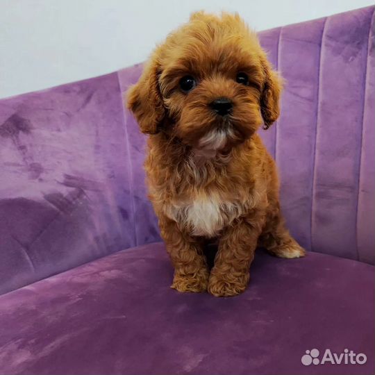 Щенки кавапу и мальтипу