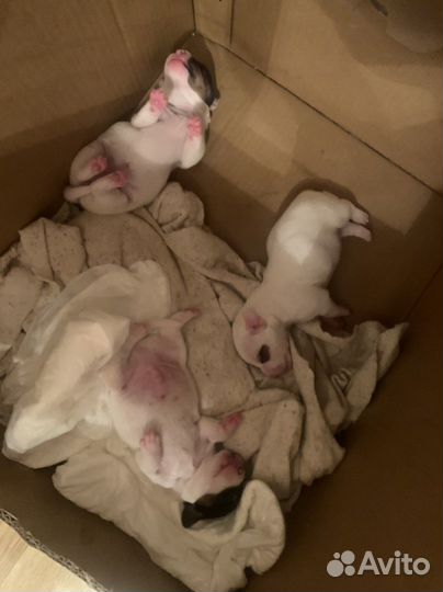 Собаки щенки джек рассел