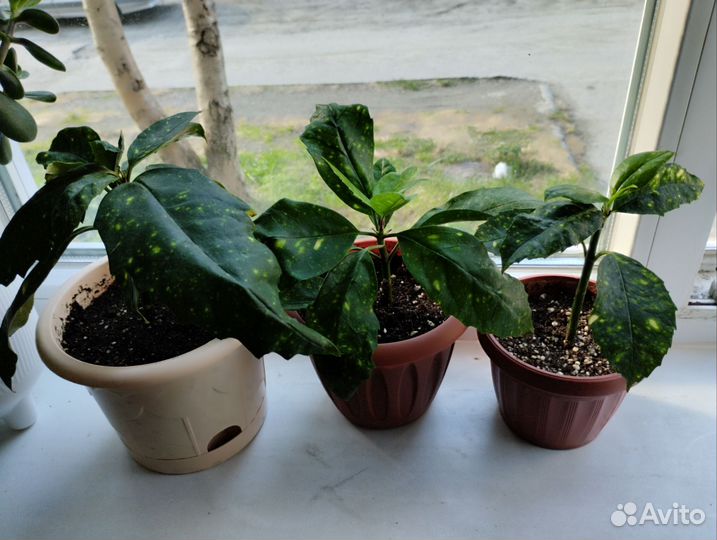 Аукуба японская