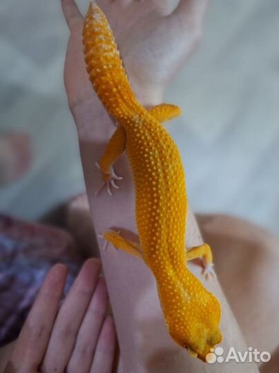 Эублефар случка