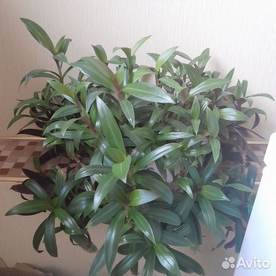 Традесканция