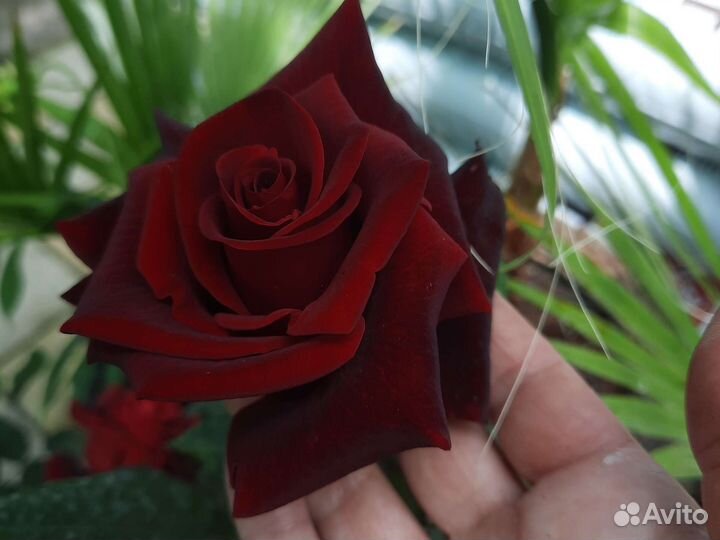 Розы плетистые парковые