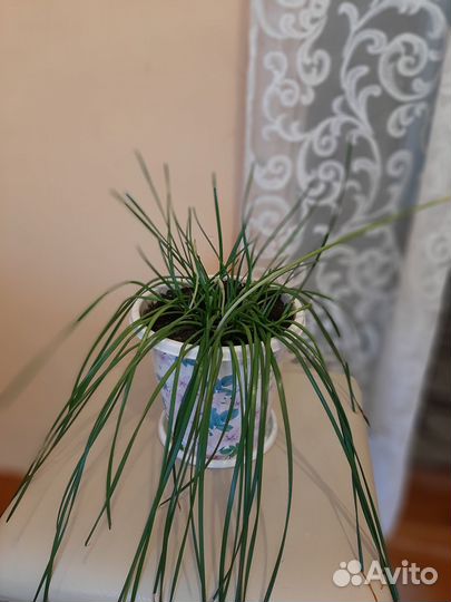 Зефирантес - выскочка (белый )